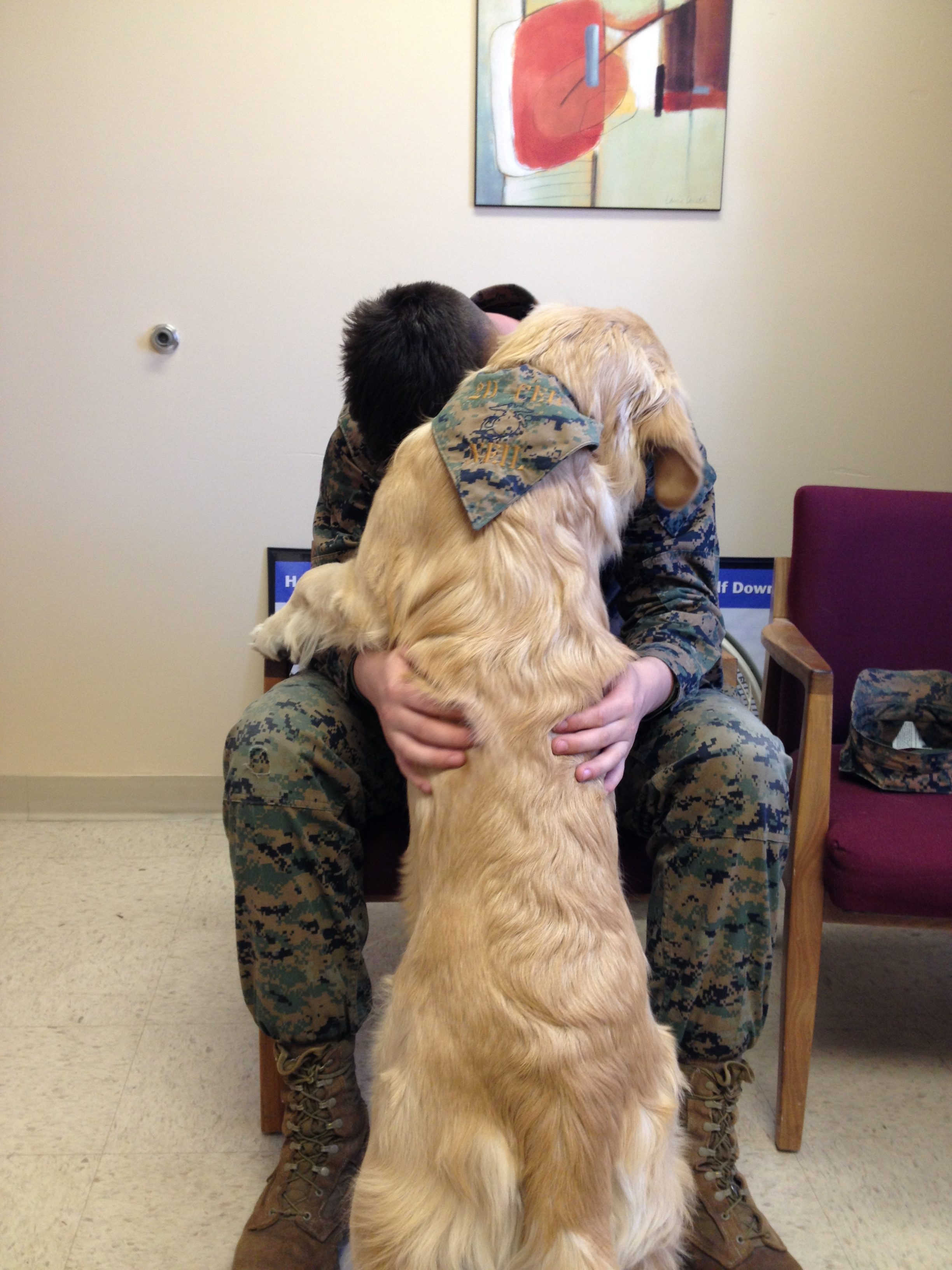 Veteran hugging therapy dog, golden retreiver